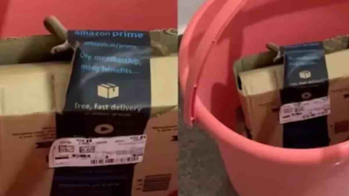 अमेजन पार्सल में निकला जिंदा कोबरा, कंपनी ने मांगी माफी, महिला को रिफंड किया पूरा पैसा