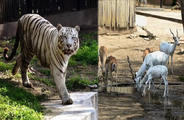 वन्यजीवों के स्वास्थ्य पर विशेष ध्यान