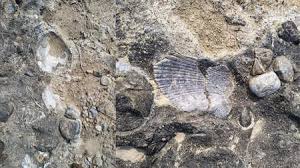 छत्तीसगढ़ में बनेगा एशिया के सबसे पुराने जीवाश्म का फ़ॉसिल्स पार्क.